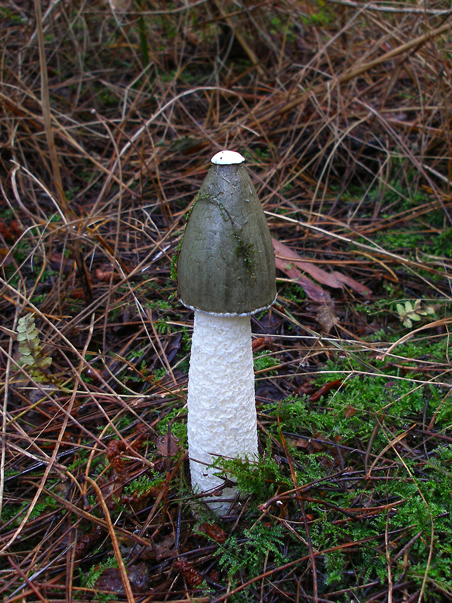 Stinkhorn