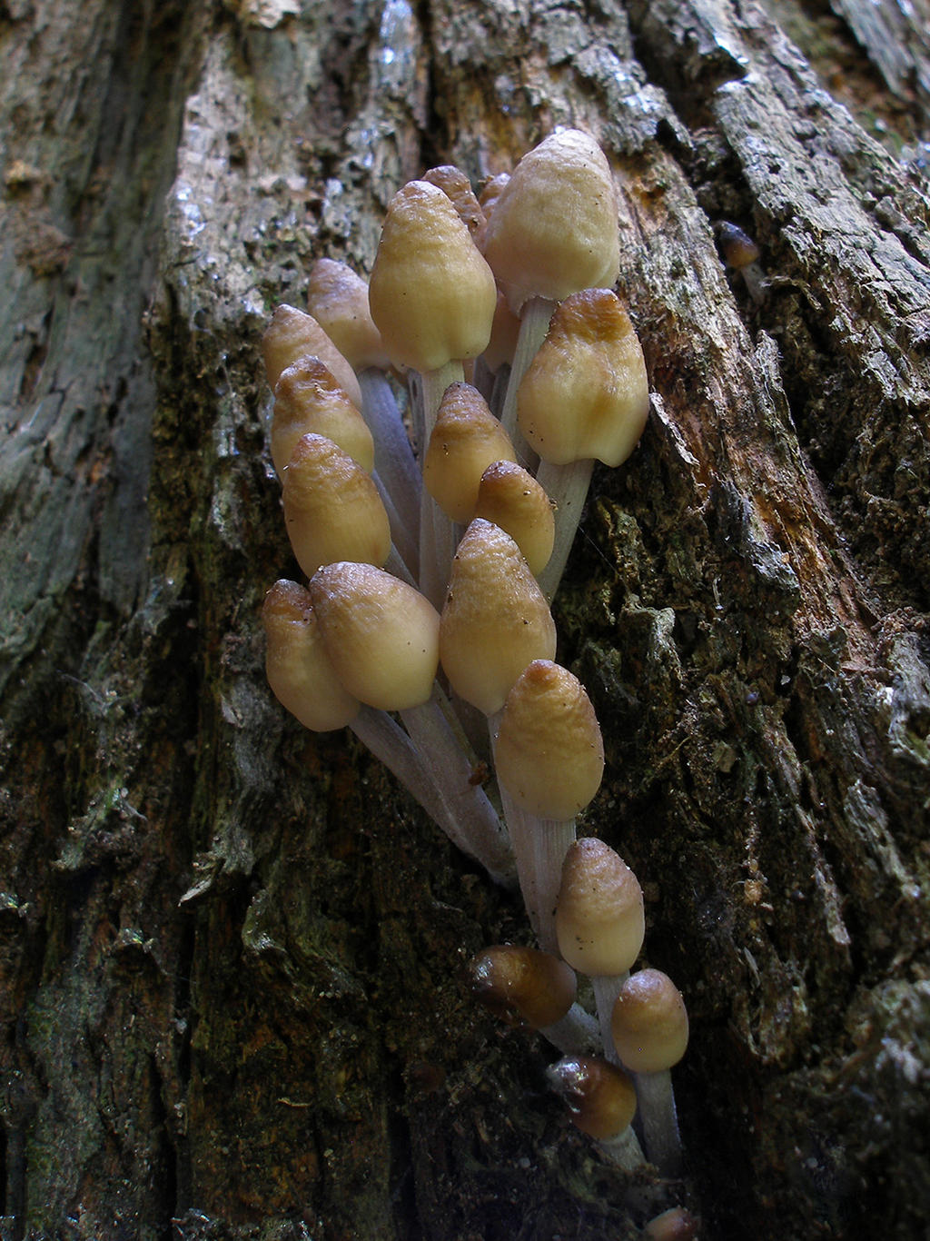 Oak-stump bonnet cap