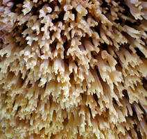 Ramaria