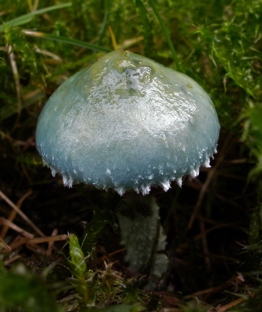 Stropharia Aeruginosa