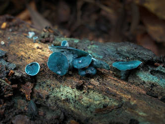 Blue elfcup by Oniroid