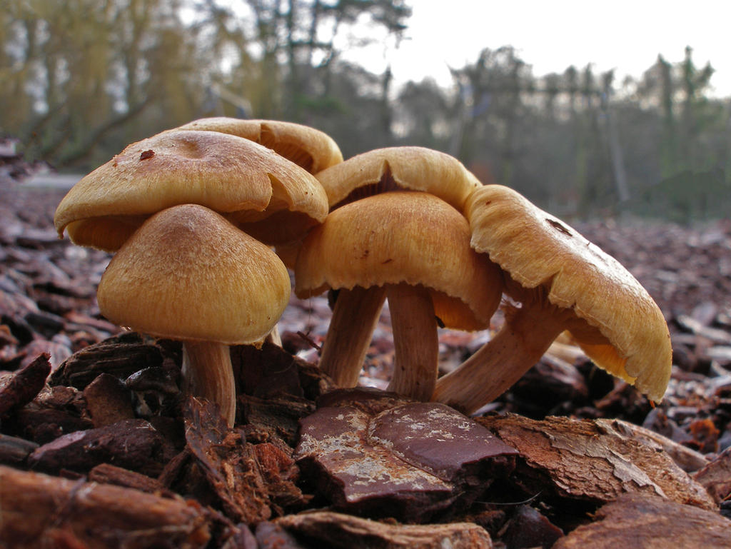 Gymnopilus