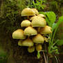 Hypholoma Fasciculare