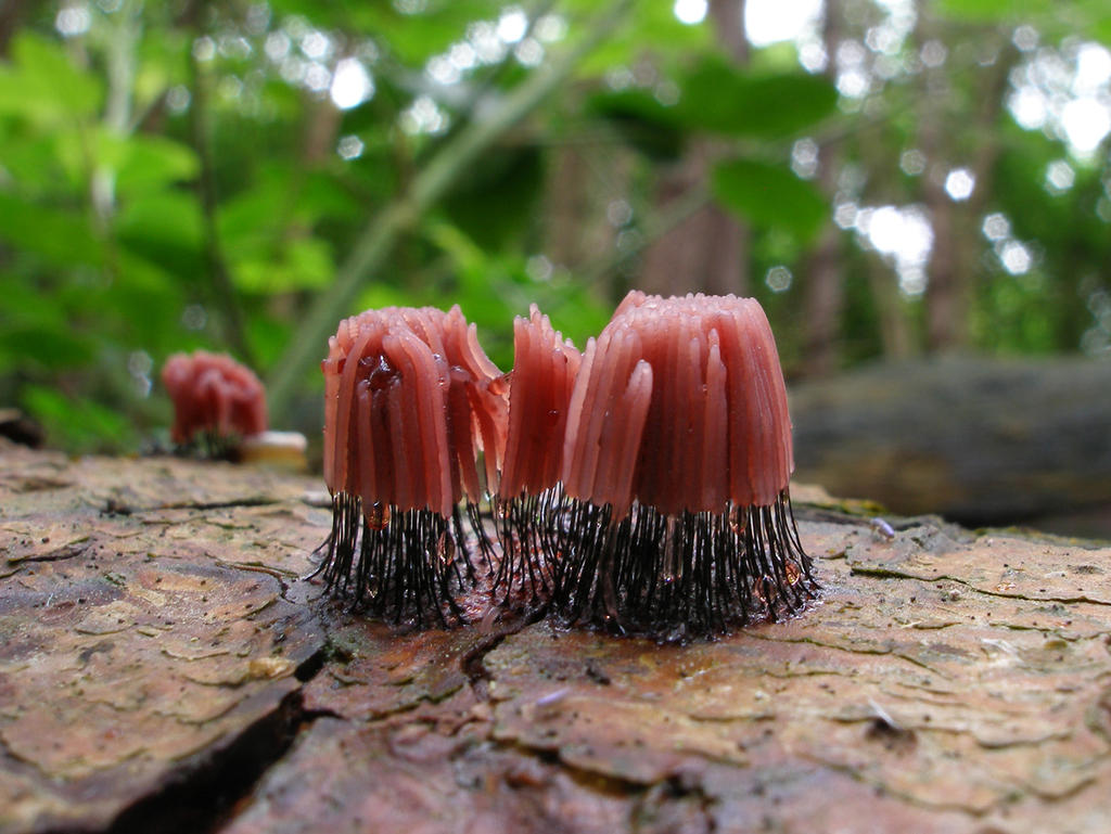Stemonitis Splendens Stemonitis Splendens by Oniroid on DeviantArt