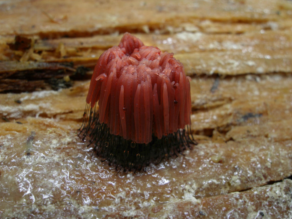 Stemonitis Splendens Stemonitis Splendens by Oniroid on DeviantArt