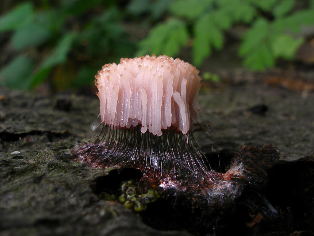 Stemonitis Splendens Stemonitis Splendens by Oniroid on DeviantArt