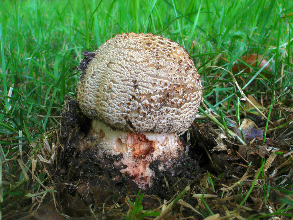 Amanita Rubescens