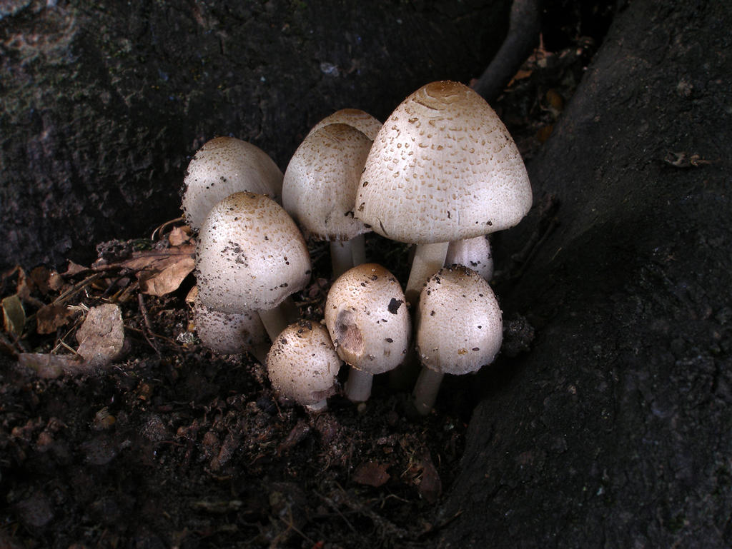 Coprinopsis atramentaria