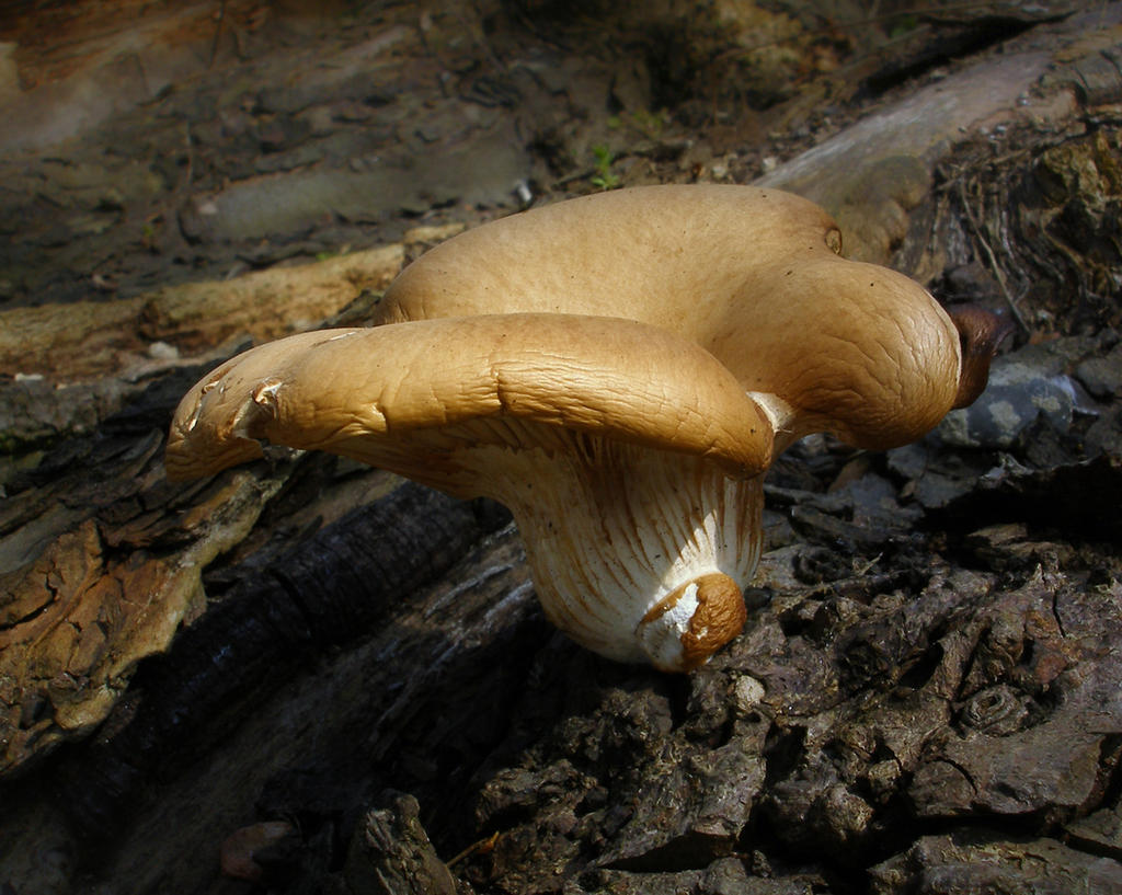 Pleurotus Ostreatus