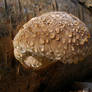 Piptoporus Betulinus