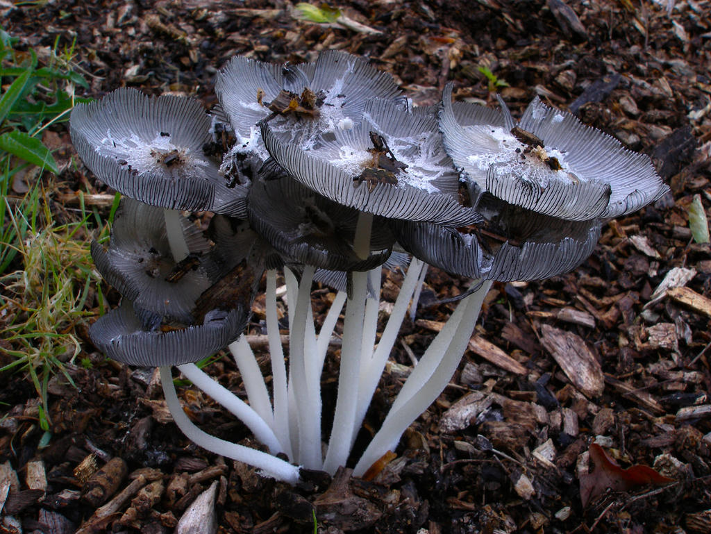 Coprinopsis cinerea