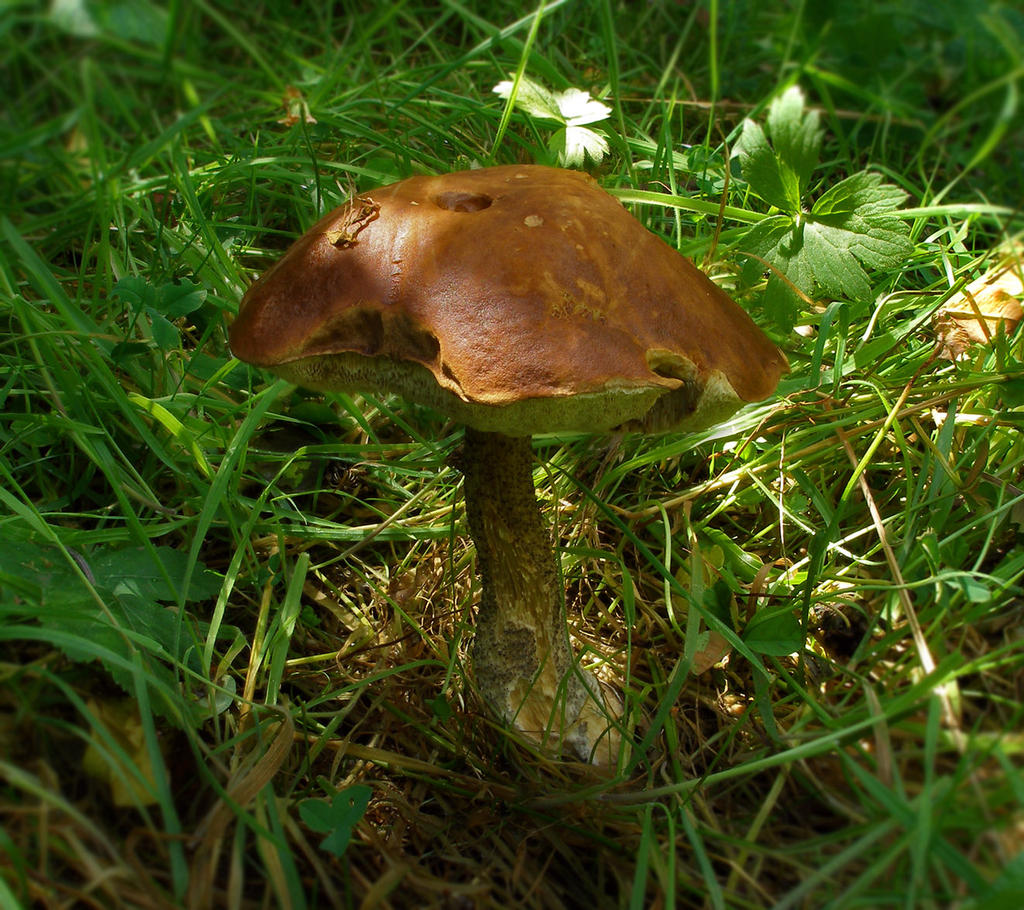 Leccinum