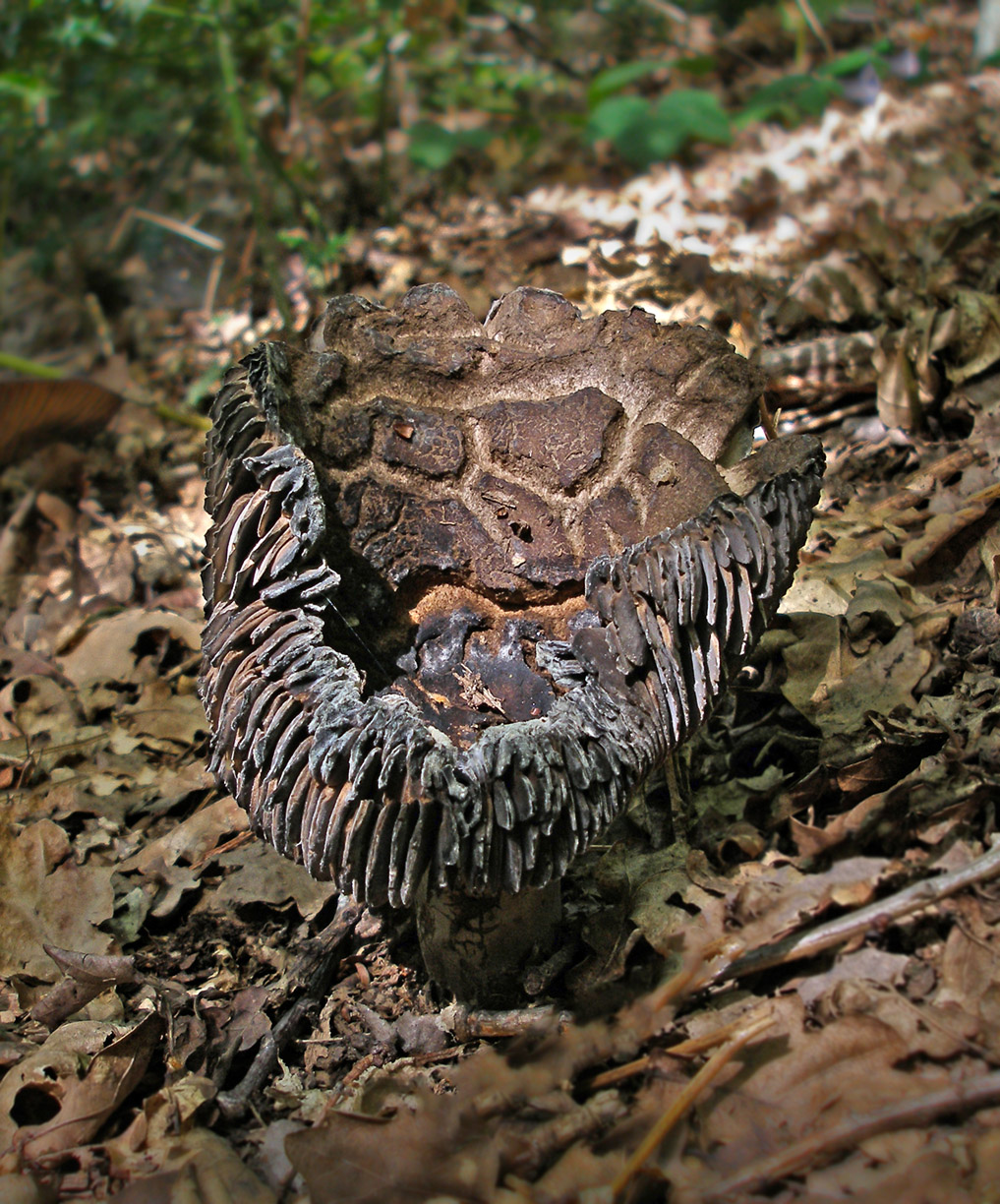 Russula nigricans