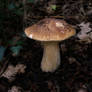 Boletus Edulis