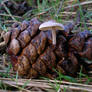 Pine Cone Mushrooms