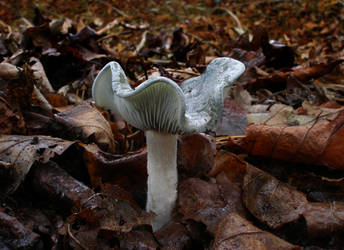 Clitocybe Odora