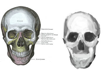 Human Anatomy - Skull