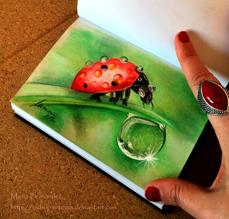 Ladybug