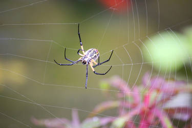 Spider by Miritzel27