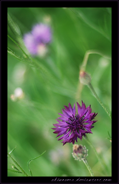 Summer flowers. 4