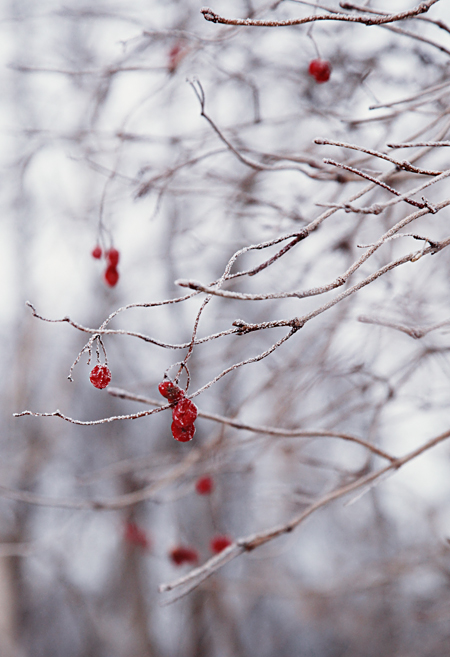 Berries in winter. 2