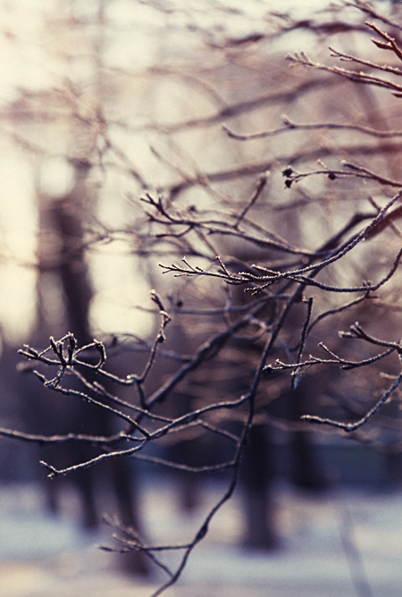 Frosty trees in the morning