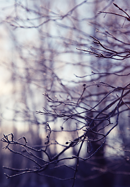 Frosty trees in the morning. 2