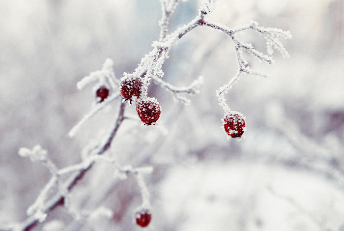 White and red by Alhor-Ern