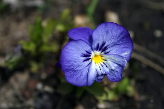 Purple Pansy - Spring