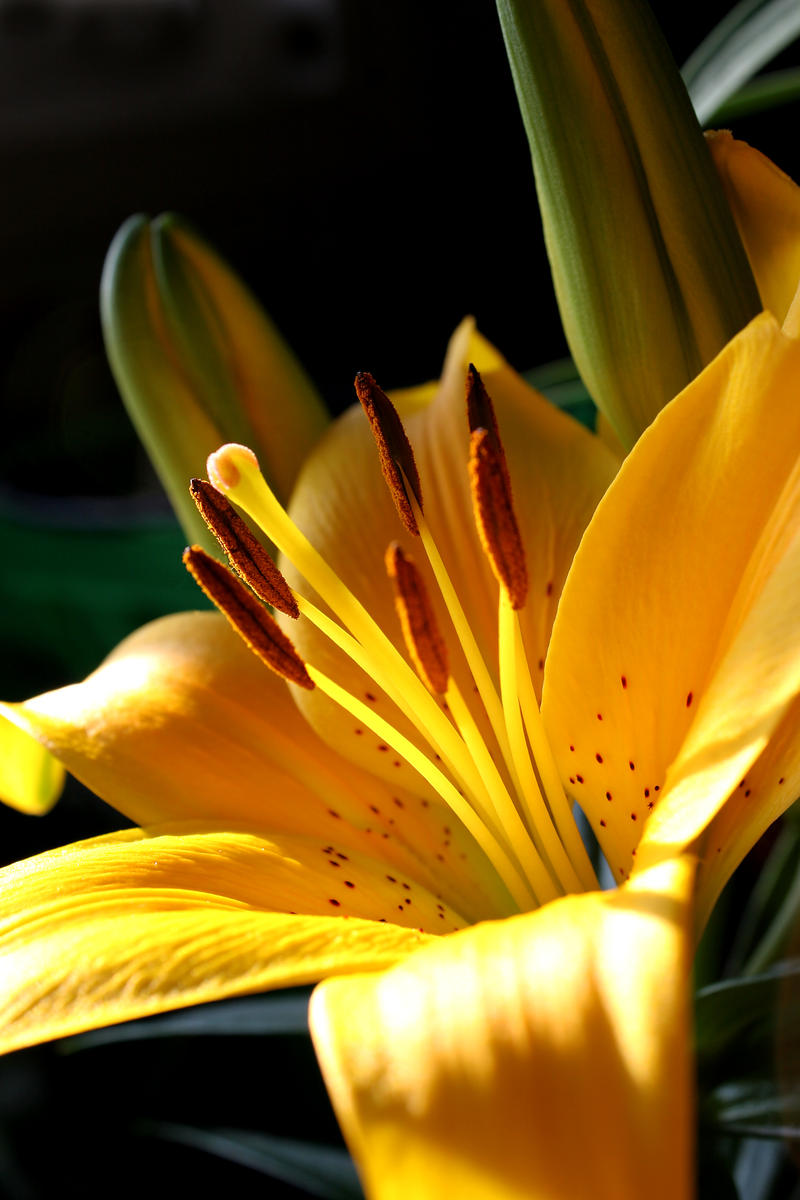 Mama Day Lily