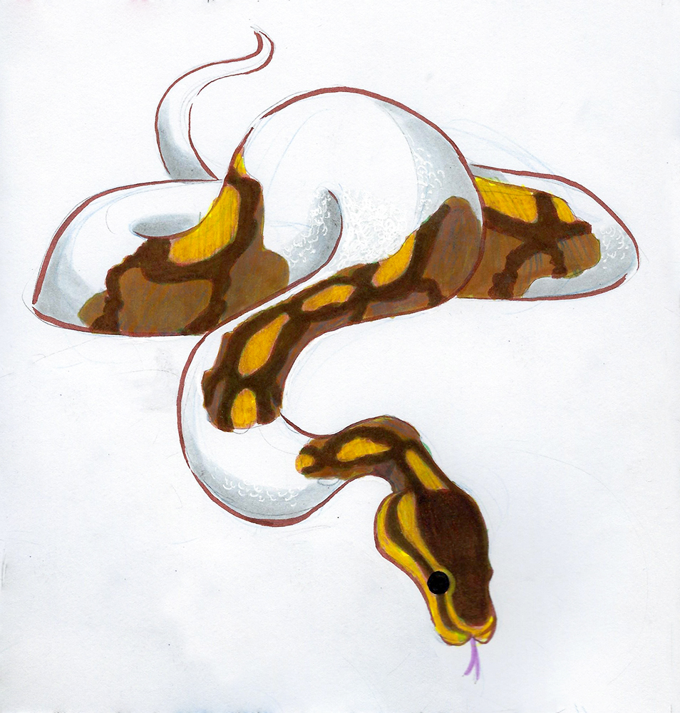 ball python by rz250 on DeviantArt