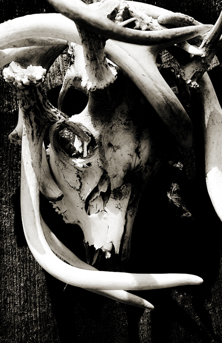 Deer Skull by Robert V. Webber