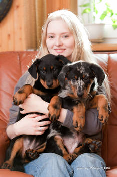 Beauceron puppies