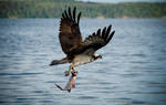 Osprey with Fish by untitledphotographer