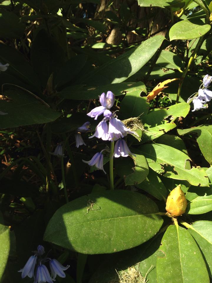 Bluebells