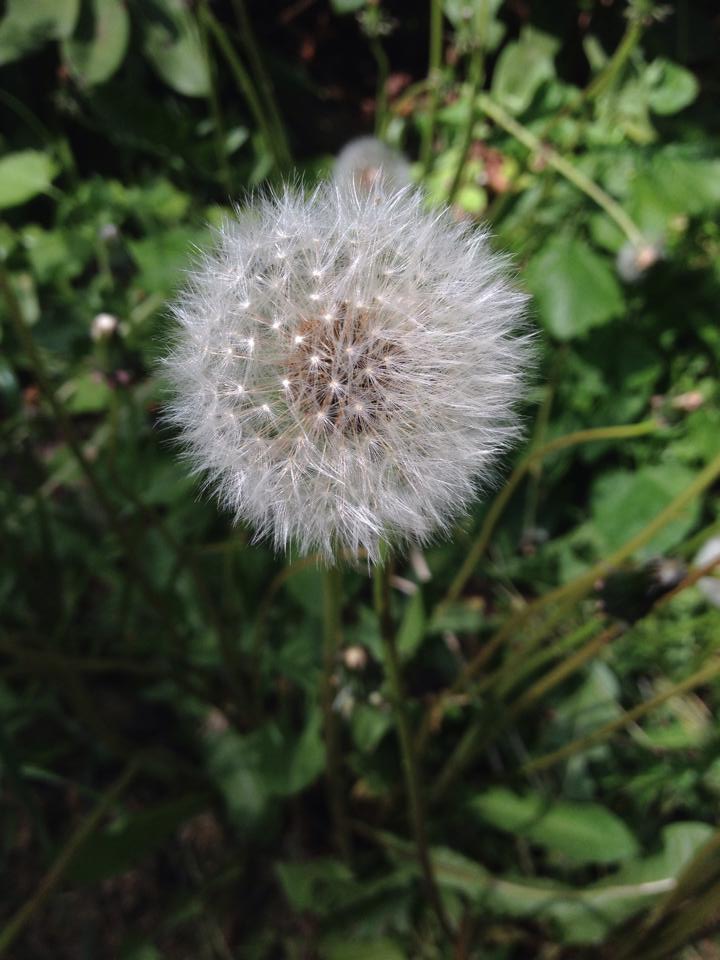 Dandelion