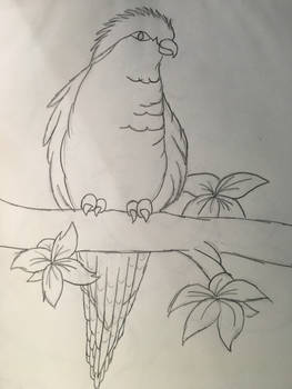 Parrot drawing