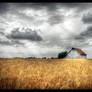Barn in wheat field
