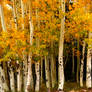 Golden Aspen