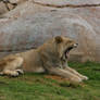 Lion Yawn