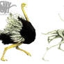 Ostrich and his Skeleton
