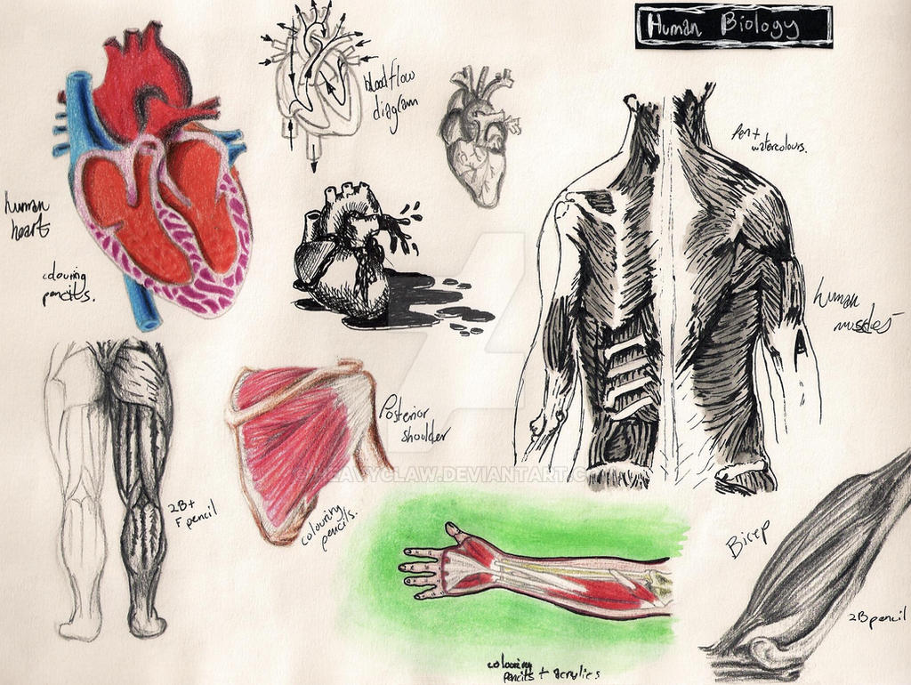 NHM Sketches: Human Biology 1