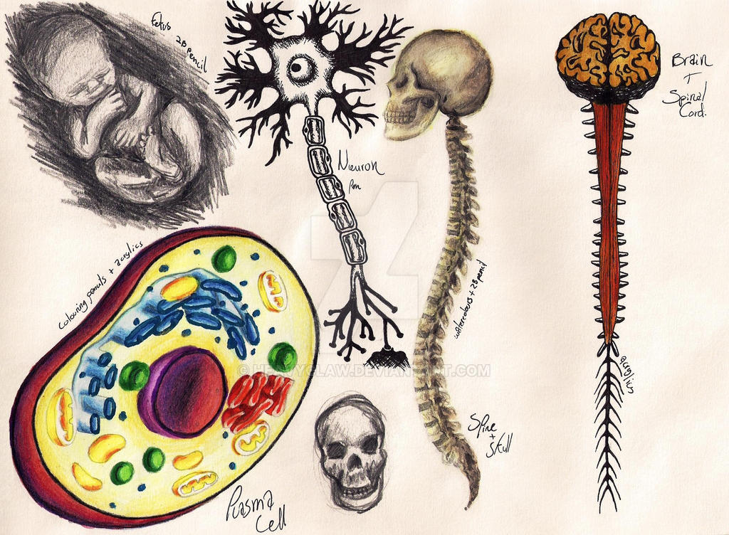 NHM Sketches: Human Biology 2 by HeavyClaw on DeviantArt