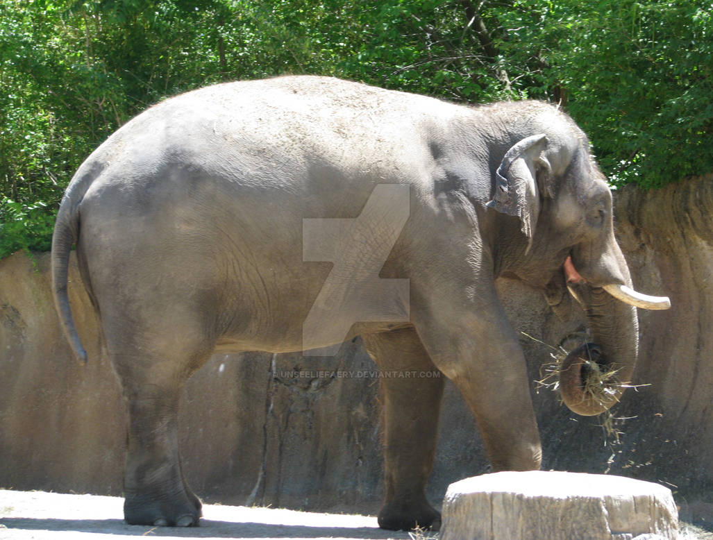 St. Louis Zoo - Elephant 1 by unseeliefaery on DeviantArt