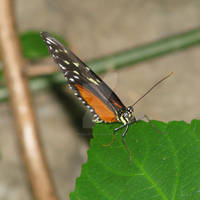 St. Louis Zoo - Butterfly 5