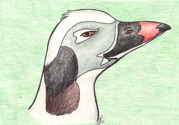 Long-tailed duck