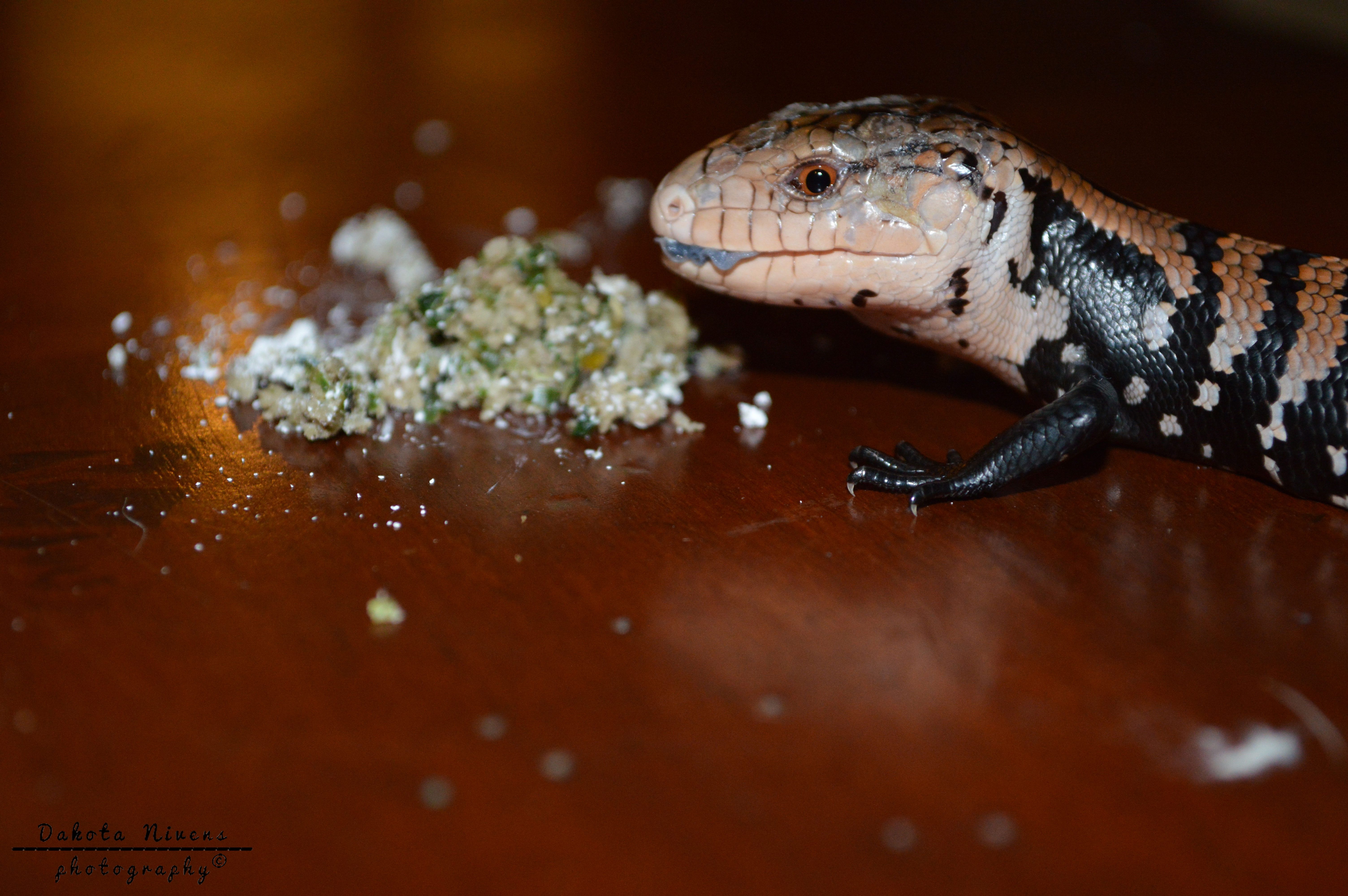 Baby Blue Tongued Skink Eating By Dakota Nivens On Deviantart Baby Blue Tongued Skink Eating By Dakota Nivens On Deviantart