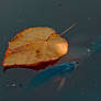 autumn leaf