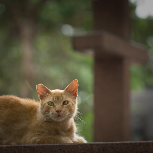 cemetery cat 2