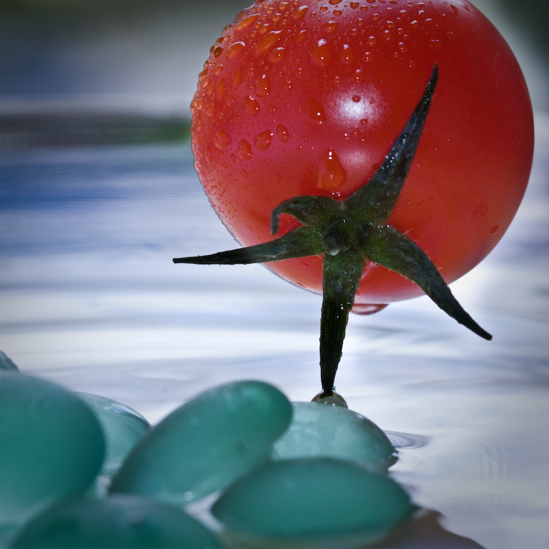 parcours d une tomate